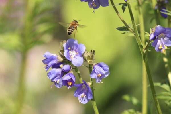 lairds-garden-bugs_53057013861_o