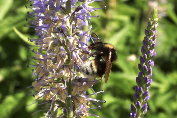 lairds-garden-bugs_53057387880_o