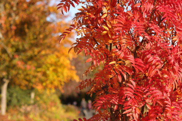 pittencrieff-park-in-autumn_53307629733_o