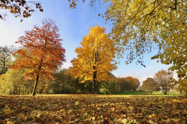 pittencrieff-park-in-autumn_53307859380_o